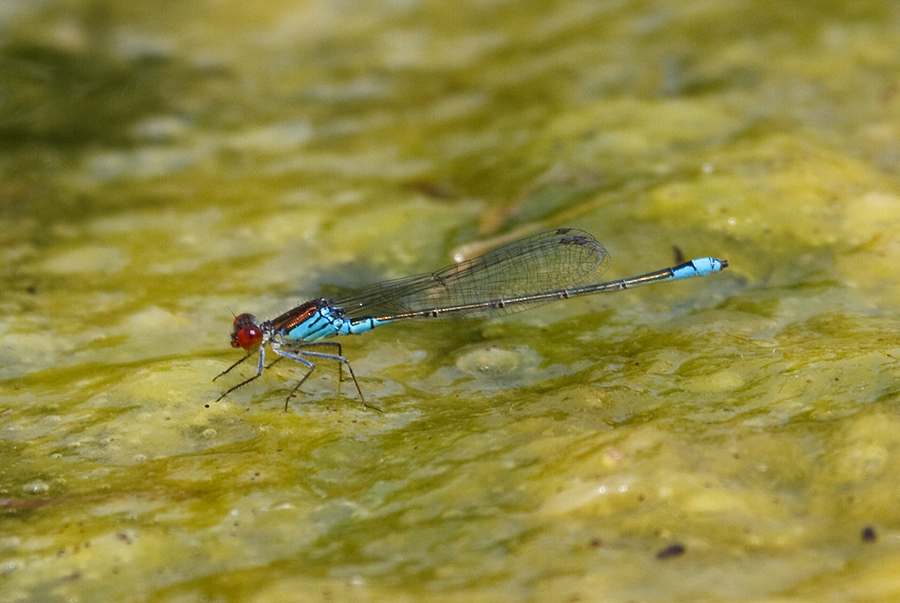 Erythromma viridulum maschio